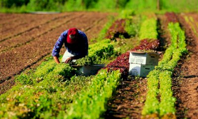 Credito in agricoltura, dalla Regione Piemonte un bando da 1,85 milioni di euro
