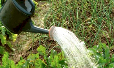 Gli orti "colpevoli" della mancanza d'acqua? "Spiegazione non convincente, gli sprechi sono altri"