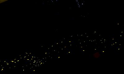 Tra buio e bioluminescenza: le Aree Protette Alpi Marittime lanciano il censimento delle lucciole
