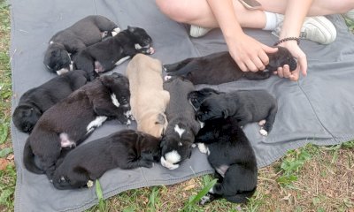 Dieci cani abbandonati nel cimitero di Roccasparvera: si cercano persone disposte ad adottarli