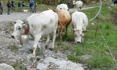 Briga Alta investe sugli alpeggi: approvato il progetto per il ripristino dell'Alpe Bellino