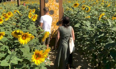 Farigliano si tinge di festa: la notte gialla compie cinque anni tra street food e il labirinto di girasoli