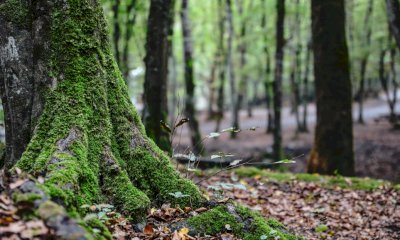 Al via le lezioni pratiche del &ldquo;Laboratorio di terapia forestale&rdquo; 