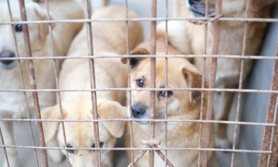 Chiusa di Pesio, cure garantite al canile municipale: approvato l'acquisto di medicinali veterinari