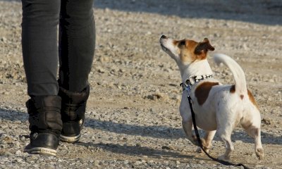 &ldquo;Se mi ammazzi il cane ti spacco la testa&rdquo;: la guerra tra vicini finisce con un&rsquo;assoluzione