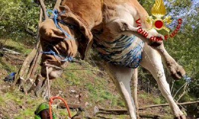 In salvo un bovino ferito, l&rsquo;intervento a milleseicento metri
