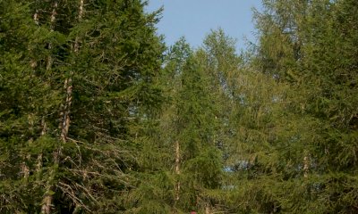 Celle di Macra, &egrave; attesa per la seconda lezione del "Laboratorio di terapia forestale"