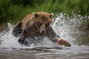 Cuneo: serata con il grande fotografo naturalista Fabrizio Moglia organizzata da Cuneofotografia 