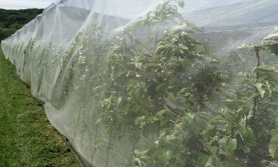 Bando reti anti Popillia japonica, Cia invita le aziende cuneesi a cogliere l&rsquo;opportunit&agrave;