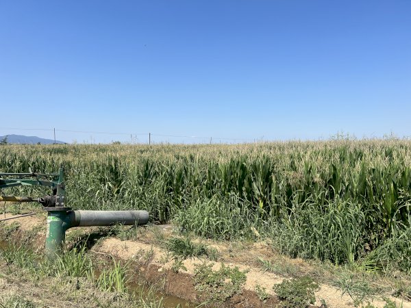 Campo di mais durante l'irrigazione