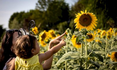 Obiettivo girasole: al via il concorso fotografico per immortalare la fioritura di Farigliano