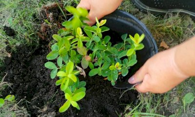 Un nuovo rifugio per la biodiversit&agrave; nel cuore della scuola di Ormea