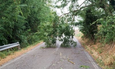 Maltempo, crolla un albero tra Bastia Mondov&igrave; e Pascomonti
