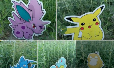 Tutti a caccia di Pok&eacute;mon a Farigliano: l'originale novit&agrave; nel labirinto di girasoli