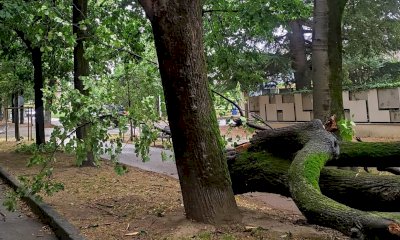 Raffiche di vento a Cuneo, crolla un albero in viale Angeli