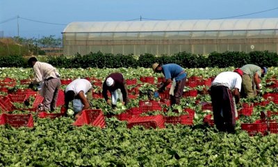 La Commissione Legalit&agrave; della Regione approva la relazione sullo sfruttamento lavorativo in agricoltura