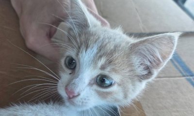 La Polstrada di Mondov&igrave; mette in salvo un gattino