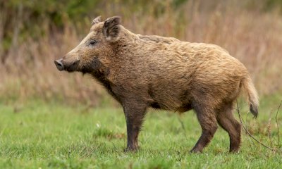 Danni fauna selvatica, Coldiretti Cuneo: &ldquo;Percentuale di risarcimento troppo bassa&rdquo;