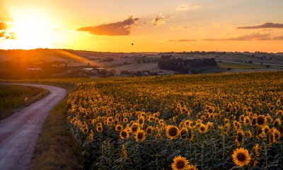 Tramonto dorato fra i girasoli: mercoledì apertura straordinaria serale per il labirinto di Farigliano