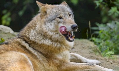 La Regione finanzia i dispositivi per difendersi dai lupi