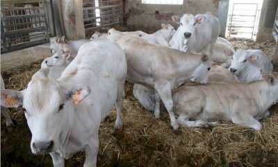Svolta strategica per l'allevamento: Carr&ugrave; aderisce al Distretto del Cibo della Carne Piemontese