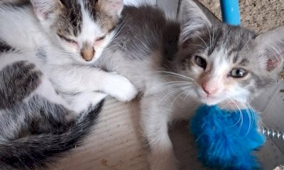 Quattro mamme gatte abbandonate e quindici cuccioli da salvare: scatta l'emergenza nel Fossanese