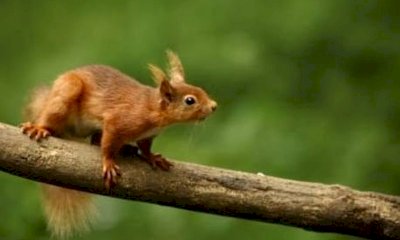 Monserrato presenta la sua prima mascotte: un simpatico scoiattolo super sprint