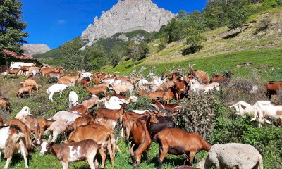 All'Ecomuseo della Pastorizia inaugura la mostra fotografica &ldquo;Animali e Saperi in Cammino&rdquo;