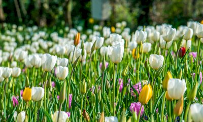 Garessio si tinge di colori: prorogate le iscrizioni per il concorso "Angoli Fioriti"
