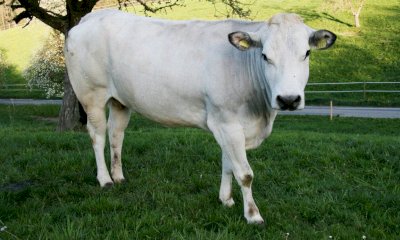 Mondov&igrave; sposa la causa della razza piemontese: s&igrave; al distretto della carne bovina