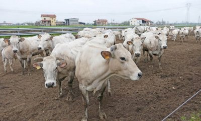 Morozzo valorizza la razza piemontese: adesione al distretto del cibo di carne bovina