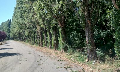 Abbattimento dei pioppi a Mont&agrave;: le associazioni ambientaliste intervengono per imporre un freno