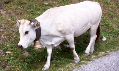 Bra sostiene la nascita del Distretto della &ldquo;Carne bovina di razza piemontese&rdquo;