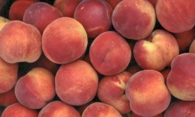 Raccolta pesche in anticipo, Confagricoltura: "Qualit&agrave; eccellente, ma pesano i costi di produzione"