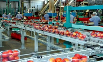 Frutta per l'industria ritirata a un centesimo al chilo, Coldiretti: "Cos&igrave; si calpestano dignit&agrave; e lavoro"