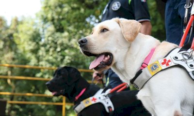 A Bra il primo ritrovo dei cani guida Lions A.P.R.I., Leo e Lions