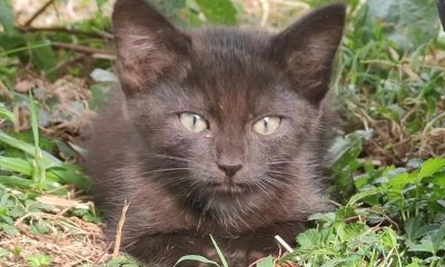 Quattro gattini abbandonati dalla mamma cercano casa