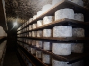 Caraglio: corso per assaggiatori di formaggio