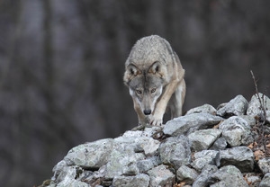 A Trento la conferenza finale di 'Life Wolfalps'