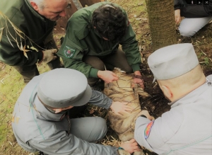 Recuperato capriolo che si era rifugiato nel parco di una villa a Saluzzo