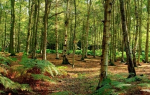 Nella Granda la superficie boschiva cresciuta di mille ettari all'anno dal 2000