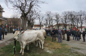 Fiera del Vitello Grasso di Cherasco, tutti i vincitori