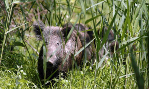 Anticipata l'apertura della caccia al cinghiale in Piemonte