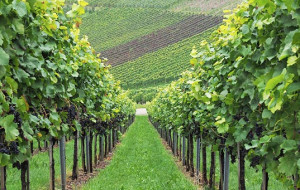 'The Green Experience': grande successo per Coldiretti Cuneo a Vinitaly