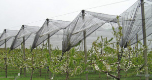 Proroga del bando reti antigrandine al 7 maggio, accolta la richiesta di Confagricoltura
