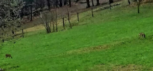 'Amo gli animali, ma l'incolumità delle persone è più importante'