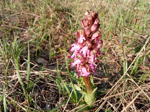 Un nuovo tipo di orchidea trovato in valle Gesso