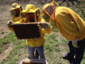 Il Parco fluviale festeggia la 'Giornata mondiale delle api'

