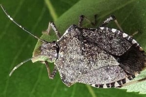 Emergenza cimice: in Piemonte nasce un coordinamento tra organizzazioni agricole