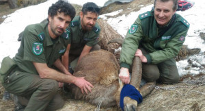 La Polizia locale della Provincia libera uno stambecco in difficoltà